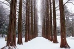 Winter Sonata TV Tour on Nami Island from Seoul