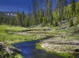 Yellowstone Old Faithful, Waterfalls and Wildlife Day Tour 