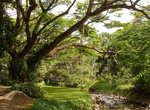 Visit McBryde Garden, Kauai, Hawaii