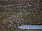 See a Herd of Caribou (Reindeer)