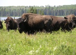 See  Bison Herd at Lake Audy, Riding Mountain National Park, Manitoba, Canada
