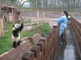 Private Panda Rescue Center Volunteer with panda feeding for a Day