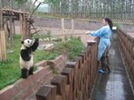 Private Panda Rescue Center Volunteer with panda feeding for a Day
