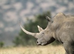 See Rhinos at Solio Game Reserve (Solio Ranch), Kenya