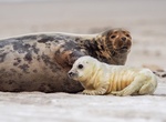 See Gray Seal Pups at Donna Nook, Lincolnshire, England