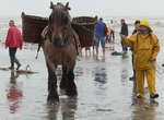 Watch the Shrimp Fisherman in Oostduinkerke, Belgium