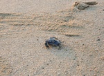 Attend Turtle Release in Todos Santos, Baja California Sur, Mexico