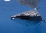 Swim with Whale Sharks off La Paz, Baja California, Mexico