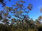 Explore Yengo National Park, New South Wales, Australia (UNESCO sites)