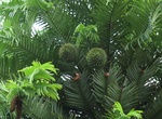 See a Wollemi Pine 