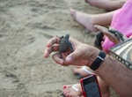 Attend Turtle Release in Los Cabos, Baja California, Mexico