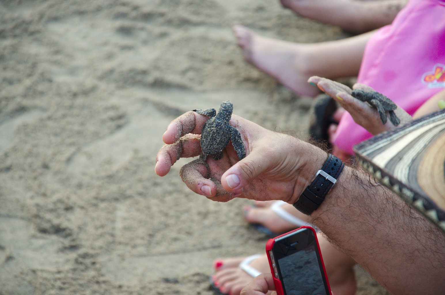Turtle Release in Los Cabos