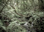 Explore Pureora Forest Park, New Zealand