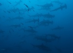 Dive with Hammerhead Sharks off Gordo Banks, Cabo San Lucas, Mexico