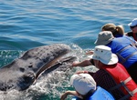 See Gray Whales in Laguna San Ignacio, Baja California Sur, Mexico (UNESCO site)