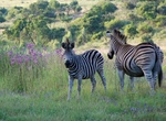 Explore Groenkloof Nature Reserve, South Africa