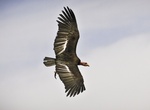 See a California Condor in Baja California