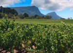 Wine Tasting in Constantia Valley, Cape Town, South Africa