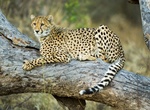 Explore Thornybush Game Reserve, South Africa