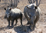 See White Rhinoceros in the Wild