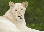 See a White Lion in the Wild