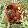 3-Day Amazon Jungle Tour at Hacienda Concepción