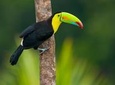 3-Day Amazon Jungle Tour at Posada Amazonas