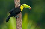 3-Day Amazon Jungle Tour at Posada Amazonas