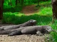 3-Day Komodo National Park Tour: Komodo Island and Rinca Island Trek