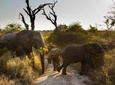 Big Five Afternoon Game Drive in Kruger National Park