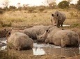 Full-Day Big 5 Game Drive in Kruger National Park