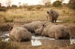 Full-Day Big 5 Game Drive in Kruger National Park