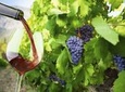 Small-Group Santorini Wine Tasting and Vineyard Tour