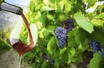 Small-Group Santorini Wine Tasting and Vineyard Tour