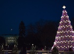 Attend National Christmas Tree Lighting, Washington, D.C.