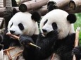 Private Tour: Chengdu Sightseeing with Panda Breeding Center Visit