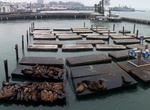 Attend Pier 39 Sea Lion Arrival