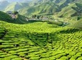 3-Night Cameron Highlands and Penang Tour from Kuala Lumpur