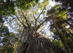 See Curtain Fig Tree, Queensland, Australia