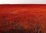 See Red Beach of Panjin, China
