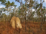 Explore Hann Tableland National Park, Queensland, Australia