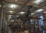 Visit Natural History Museum (Dead Zoo), Dublin, Ireland