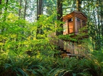 Stay in a Tree House