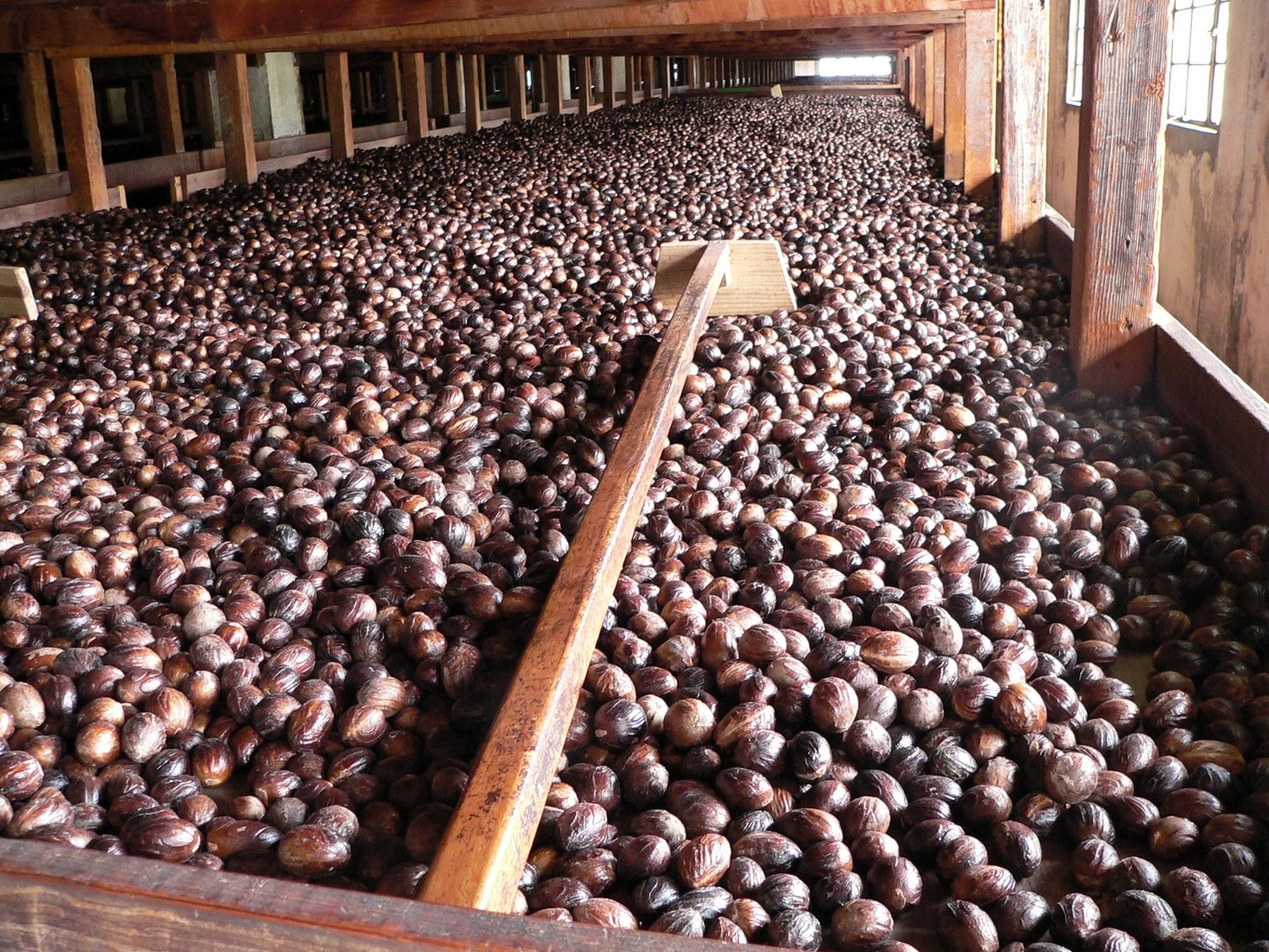 Nutmeg Plant in Grenada