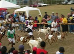 Attend Buccoo Goat & Crab Race Festival, Tobago