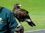 Attend Dromoland School of Falconry, Ireland