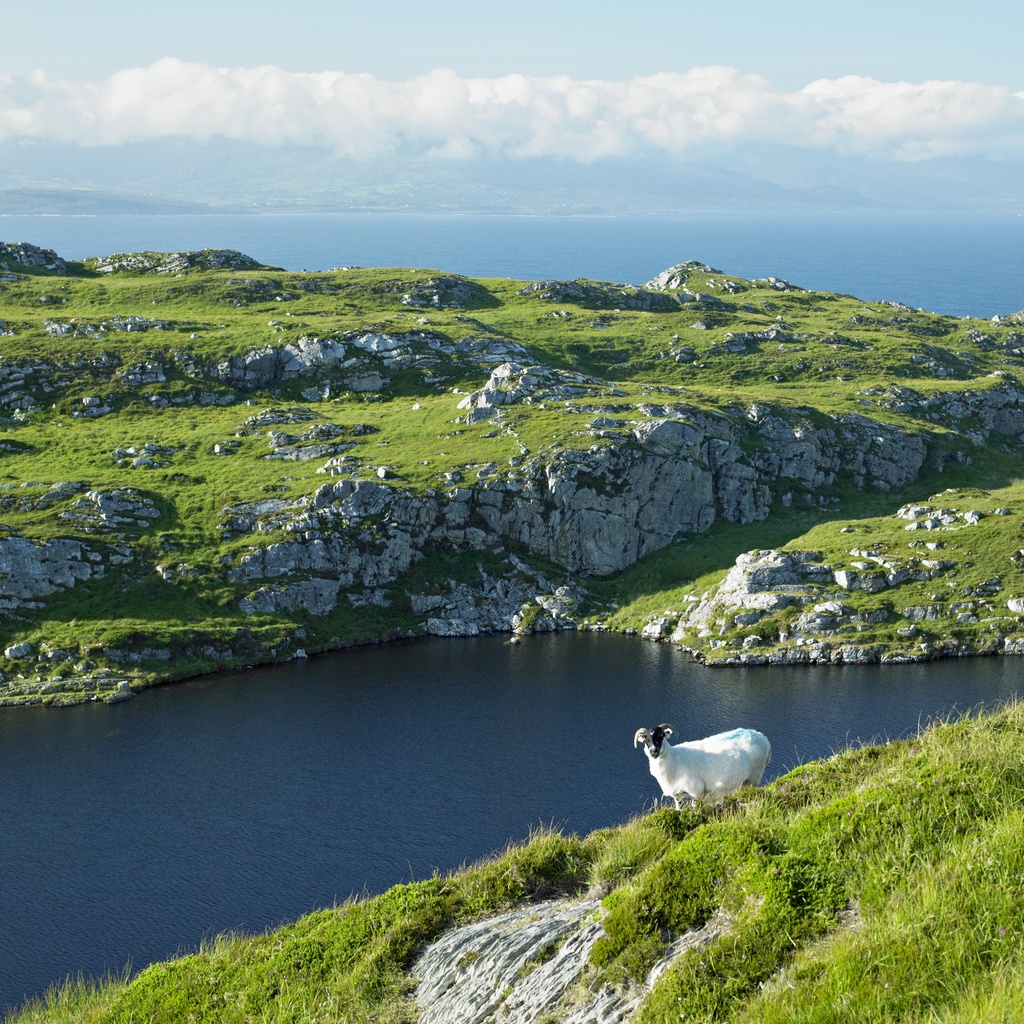 Sheep's Head