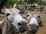 Visit Donkey Sanctuary, Bonaire