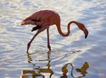 See Flamingo on Bonaire