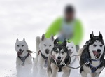 Dog sledding through White River National Forest, Colorado
